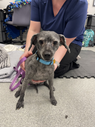 Illustration de l'article : Abandonn&eacute;e par son ma&icirc;tre &acirc;g&eacute; sous un demi-kilo de poils emm&ecirc;l&eacute;s cette chienne crois&eacute;e Caniche est enfin adopt&eacute;e apr&egrave;s sa m&eacute;tamorphose