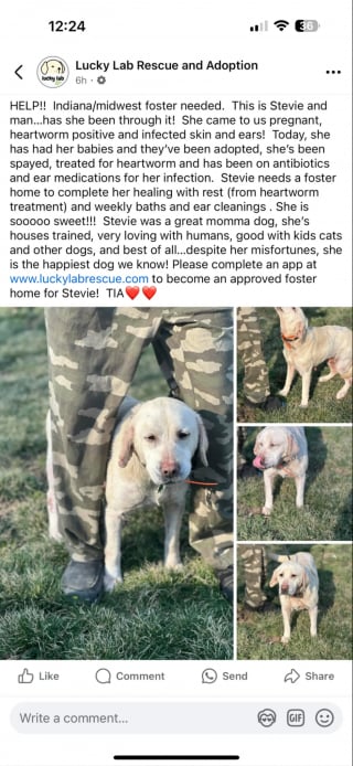 Illustration de l'article : &laquo; Nous sommes &eacute;poustoufl&eacute;s &raquo;, ils adoptent une 2e chienne errante sans savoir qu&rsquo;ils r&eacute;unissaient 2 s&oelig;urs