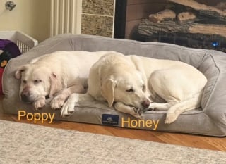 Illustration de l'article : &laquo; Nous sommes &eacute;poustoufl&eacute;s &raquo;, ils adoptent une 2e chienne errante sans savoir qu&rsquo;ils r&eacute;unissaient 2 s&oelig;urs