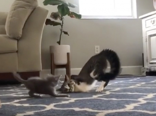Illustration de l'article : Résiliente et joyeuse, une petite chatte à 2 pattes rencontre un nouveau chaton et trouve un ami pour jouer (vidéo)