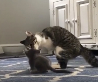 Illustration de l'article : Résiliente et joyeuse, une petite chatte à 2 pattes rencontre un nouveau chaton et trouve un ami pour jouer (vidéo)