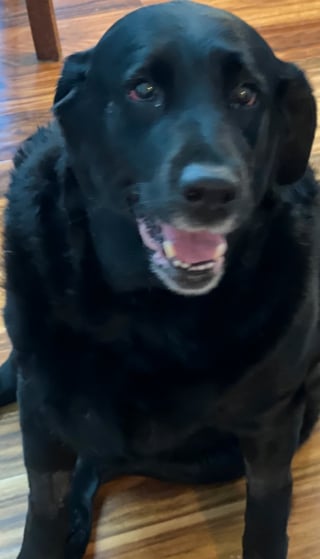 Illustration de l'article : Quelques jours apr&egrave;s l'incendie de leur maison, ils adressent une lettre &eacute;mouvante aux pompiers pour les remercier d'avoir sauv&eacute; leur chienne