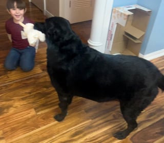 Illustration de l'article : Quelques jours apr&egrave;s l'incendie de leur maison, ils adressent une lettre &eacute;mouvante aux pompiers pour les remercier d'avoir sauv&eacute; leur chienne