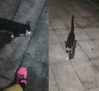 Illustration de l'article : &laquo; Si tu me le permets, je serais heureuse de t'adopter &raquo;, ce chat errant suit une femme jusque chez elle et d&eacute;cide de ne plus la quitter