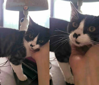 Illustration de l'article : &laquo; Si tu me le permets, je serais heureuse de t'adopter &raquo;, ce chat errant suit une femme jusque chez elle et d&eacute;cide de ne plus la quitter