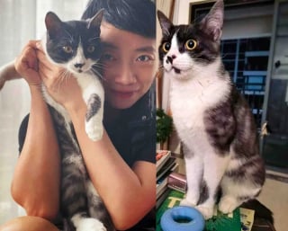 Illustration de l'article : &laquo; Si tu me le permets, je serais heureuse de t'adopter &raquo;, ce chat errant suit une femme jusque chez elle et d&eacute;cide de ne plus la quitter