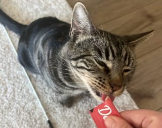 Illustration de l'article : Apr&egrave;s avoir &eacute;t&eacute; attaqu&eacute;e en pleine rue par des chiens alors qu&rsquo;elle &eacute;tait gestante, cette chatte survit et trouve une famille