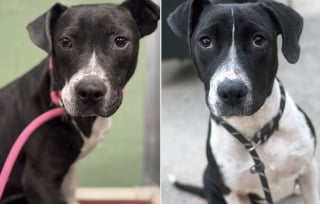 Illustration de l'article : Quelques jours apr&egrave;s sa disparition lors d&rsquo;un jour de neige, un chien craintif venant d&rsquo;&ecirc;tre adopt&eacute; est retrouv&eacute; gr&acirc;ce &agrave; son collier GPS