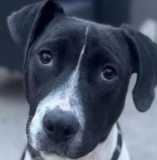 Illustration de l'article : Quelques jours apr&egrave;s sa disparition lors d&rsquo;un jour de neige, un chien craintif venant d&rsquo;&ecirc;tre adopt&eacute; est retrouv&eacute; gr&acirc;ce &agrave; son collier GPS