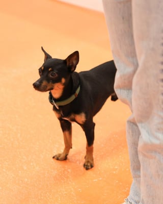 Illustration de l'article : Au Paris Animal Show 2026, d&eacute;couvrez l&rsquo;Adoption Center, un espace d&eacute;di&eacute; &agrave; l&rsquo;adoption responsable et r&eacute;fl&eacute;chie