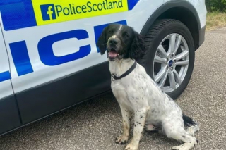 Illustration de l'article : Perdu pendant 48 heures apr&egrave;s une crise d'&eacute;pilepsie ce chien de la police est enfin secouru gr&acirc;ce au pr&eacute;cieux t&eacute;moignage d'un passant