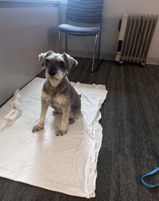 Illustration de l'article : Retrouv&eacute;e loin de chez elle apr&egrave;s 2 ans d'absence, une chienne se fait des amis au poste de police avant de revoir sa famille