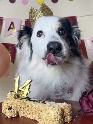 Illustration de l'article : Avant de dire adieu &agrave; sa chienne &acirc;g&eacute;e, elle l&rsquo;aide &agrave; &laquo; faire des b&ecirc;tises &raquo; durant ses derniers jours (vid&eacute;o)