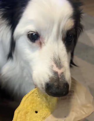 Illustration de l'article : Avant de dire adieu &agrave; sa chienne &acirc;g&eacute;e, elle l&rsquo;aide &agrave; &laquo; faire des b&ecirc;tises &raquo; durant ses derniers jours (vid&eacute;o)