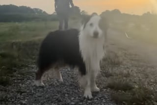 Illustration de l'article : Avant de dire adieu &agrave; sa chienne &acirc;g&eacute;e, elle l&rsquo;aide &agrave; &laquo; faire des b&ecirc;tises &raquo; durant ses derniers jours (vid&eacute;o)