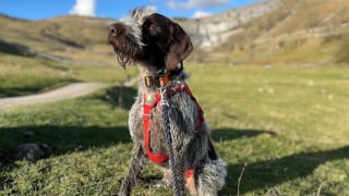 Illustration de l'article : &laquo; Un tr&egrave;s beau moment &raquo;, un chien de sauvetage surprend les spectateurs d&rsquo;un match de rugby en livrant le ballon pour promouvoir son association