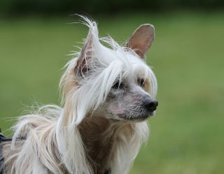 Illustration de l'article : 8 races de chiens sujettes aux probl&egrave;mes cutan&eacute;s