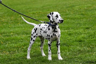 Illustration de l'article : 8 races de chiens sujettes aux probl&egrave;mes cutan&eacute;s