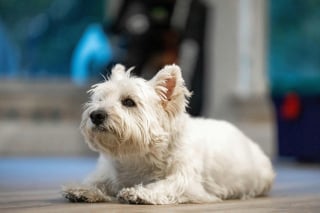 Illustration de l'article : 8 races de chiens sujettes aux probl&egrave;mes cutan&eacute;s