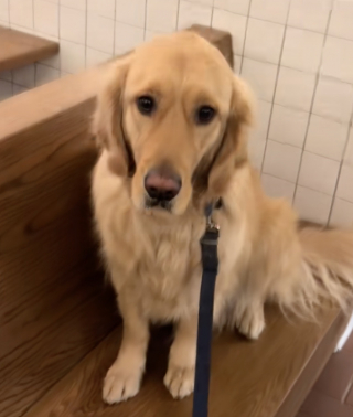 Illustration de l'article : « Maître manipulateur », ce Golden Retriever malicieux double la file d’attente pour convaincre des inconnus de lui acheter une friandise (vidéo)