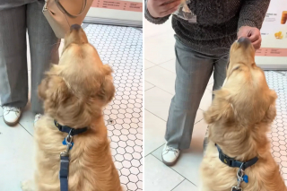 Illustration de l'article : « Maître manipulateur », ce Golden Retriever malicieux double la file d’attente pour convaincre des inconnus de lui acheter une friandise (vidéo)