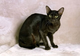 Illustration de l'article : 5 races de chats dont les origines sont souvent m&eacute;connues