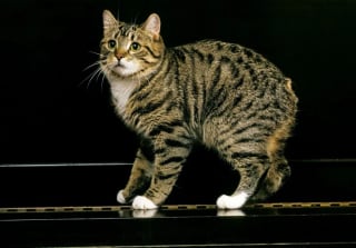 Illustration de l'article : 5 races de chats dont les origines sont souvent m&eacute;connues