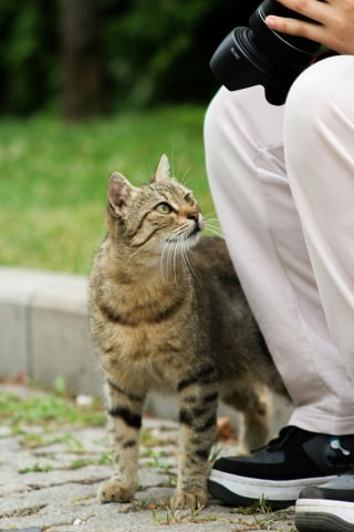 Illustration de l'article : 10 infos &agrave; conna&icirc;tre quand on adopte un chat