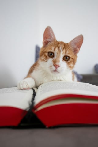 Illustration de l'article : 10 infos &agrave; conna&icirc;tre quand on adopte un chat