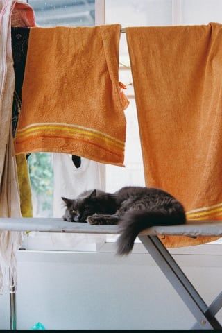 Illustration de l'article : 10 infos &agrave; conna&icirc;tre quand on adopte un chat