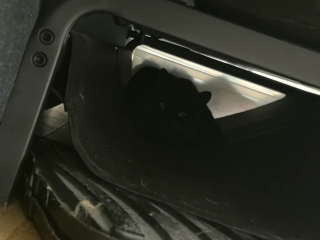 Illustration de l'article : En fixant le canap&eacute; et en miaulant depuis 1 semaine, ce chat d&eacute;voile &agrave; sa ma&icirc;tresse un chaton cach&eacute;