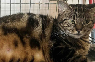 Illustration de l'article : &laquo; Elle n&rsquo;aura pas &agrave; accoucher dehors dans le froid &raquo;, une chatte retrouv&eacute;e en pleine for&ecirc;t est sauv&eacute;e &agrave; temps pour pouvoir donner naissance &agrave; ses petits