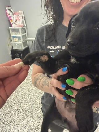 Illustration de l'article : « Elle n'a aucune idée qu'elle est différente », malgré sa patte pas comme les autres, cette chienne est aussi vive que sa fratrie