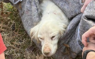 Illustration de l'article : Des pompiers redoublent d&rsquo;effort pour extraire un chien port&eacute; disparu depuis plusieurs jours et coinc&eacute; dans un &eacute;gout pluvial