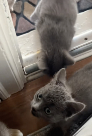 Illustration de l'article : Une chatte fait la rencontre d’une femme généreuse et se présente devant sa porte le lendemain pour lui présenter ses chatons (vidéo)