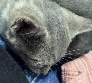 Illustration de l'article : Une chatte fait la rencontre d’une femme généreuse et se présente devant sa porte le lendemain pour lui présenter ses chatons (vidéo)