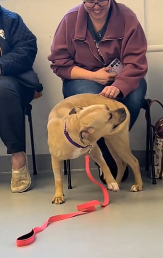 Illustration de l'article : Gr&acirc;ce &agrave; un &eacute;v&eacute;nement d&rsquo;adoption organis&eacute; par un refuge, ces chiens ont la chance de pouvoir choisir eux-m&ecirc;mes leur famille (vid&eacute;o)