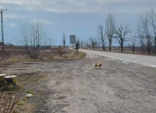 Illustration de l'article : Attach&eacute; &agrave; un arbre au bord de la route, ce chien effray&eacute; d&eacute;cide malgr&eacute; sa peur d&rsquo;accorder sa confiance &agrave; sa bienfaitrice (vid&eacute;o)