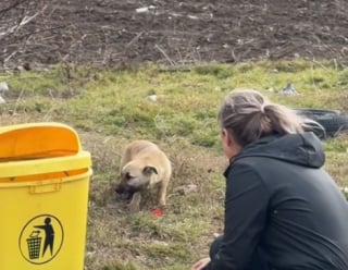 Illustration de l'article : Attach&eacute; &agrave; un arbre au bord de la route, ce chien effray&eacute; d&eacute;cide malgr&eacute; sa peur d&rsquo;accorder sa confiance &agrave; sa bienfaitrice (vid&eacute;o)