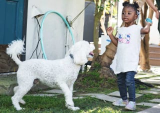 Illustration de l'article : Des enfants et des chiots touch&eacute;s par la m&ecirc;me malformation cardiaque se r&eacute;unissent pour f&ecirc;ter la r&eacute;ussite de leur traitement