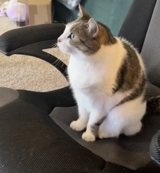 Illustration de l'article : Ce chat tient &agrave; sa routine et attend tous les matins que sa ma&icirc;tresse vienne lui allumer la t&eacute;l&eacute;vision (vid&eacute;o)