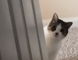 Illustration de l'article : Ce chat tient &agrave; sa routine et attend tous les matins que sa ma&icirc;tresse vienne lui allumer la t&eacute;l&eacute;vision (vid&eacute;o)