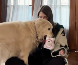 Illustration de l'article : Enferm&eacute; 9 ans dans une usine &agrave; chiots ce Golden Retriever s&eacute;nior remercie sa famille chaque jour de l'aimer (vid&eacute;o)