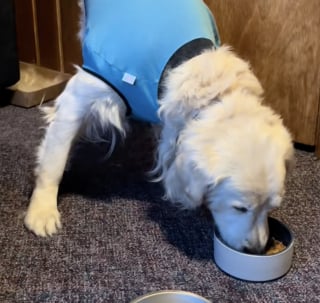 Illustration de l'article : Enferm&eacute; 9 ans dans une usine &agrave; chiots ce Golden Retriever s&eacute;nior remercie sa famille chaque jour de l'aimer (vid&eacute;o)