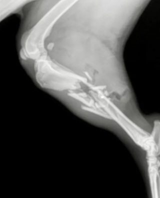 Illustration de l'article : Une chienne bless&eacute;e par balle est accueillie en urgence dans une clinique et re&ccedil;oit le traitement qui peut lui sauver la vie