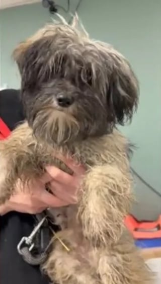 Illustration de l'article : Alert&eacute;es par une vid&eacute;o choquante la police et la SPA sauvent un chiot Shih Tzu enferm&eacute; dans une cage