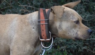Illustration de l'article : Encha&icirc;n&eacute;s et forc&eacute;s &agrave; se battre, 15 chiens voient leur cauchemar prendre fin gr&acirc;ce &agrave; la police qui traque leurs bourreaux