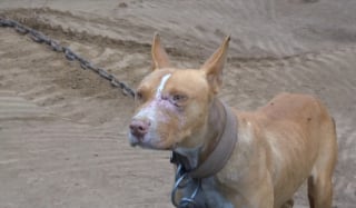 Illustration de l'article : Encha&icirc;n&eacute;s et forc&eacute;s &agrave; se battre, 15 chiens voient leur cauchemar prendre fin gr&acirc;ce &agrave; la police qui traque leurs bourreaux