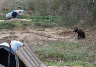 Illustration de l'article : Encha&icirc;n&eacute;s et forc&eacute;s &agrave; se battre, 15 chiens voient leur cauchemar prendre fin gr&acirc;ce &agrave; la police qui traque leurs bourreaux