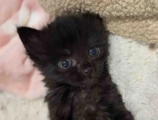 Illustration de l'article : Quelques semaines apr&egrave;s son sauvetage, cette chatte de 2 semaines trouv&eacute;e dans un jardin est adopt&eacute;e par la femme qui lui a port&eacute; secours